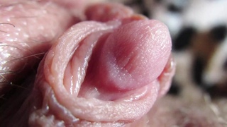 Extreme Closeup Pulsating Huge Clitoris FULL VIDEO